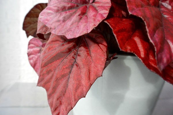 simple thoughts woonplant oktober begonia rood