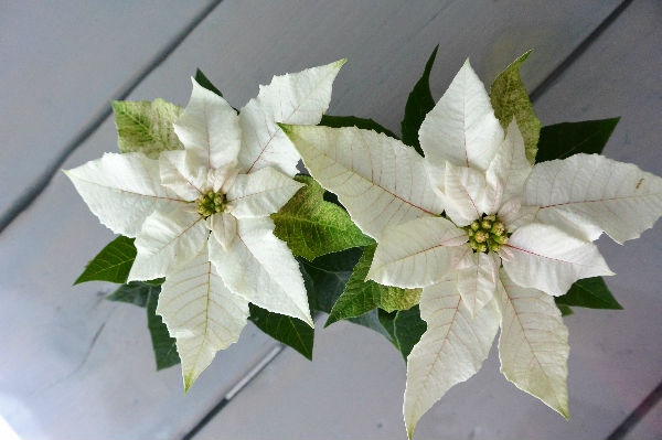 simple thoughts woonplant november kerstster poinsettia