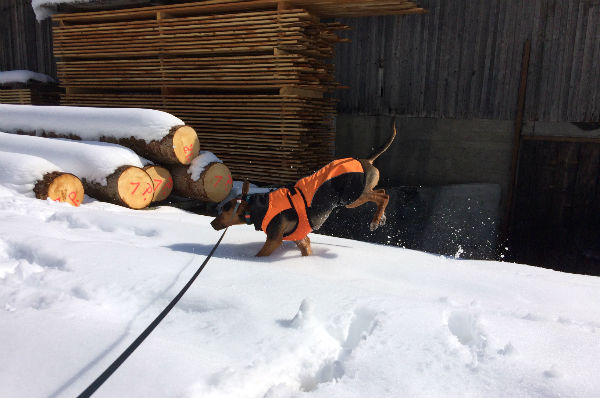 simple thoughts candy hond sneeuw huppelen wintersport
