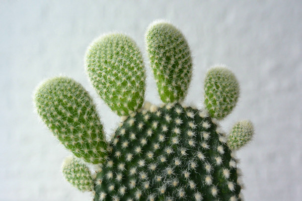 simple thoughts simpele planten cactus makkelijke plant