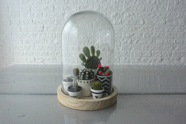 simple thoughts simpele planten cactus verzorgen stolp