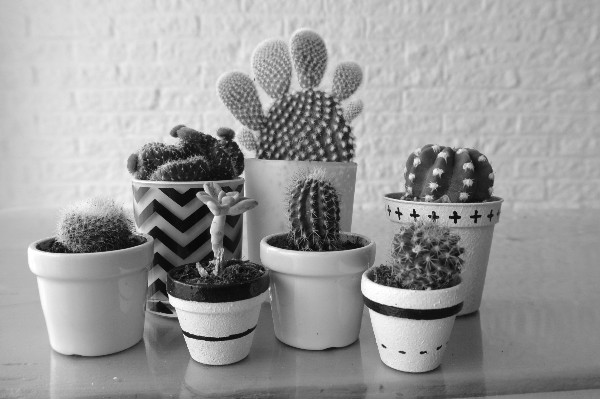 simple thoughts simpele planten cactussen