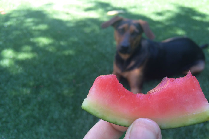 simple-thoughts-woefblog-watermeloen-gezonde-hondensnack