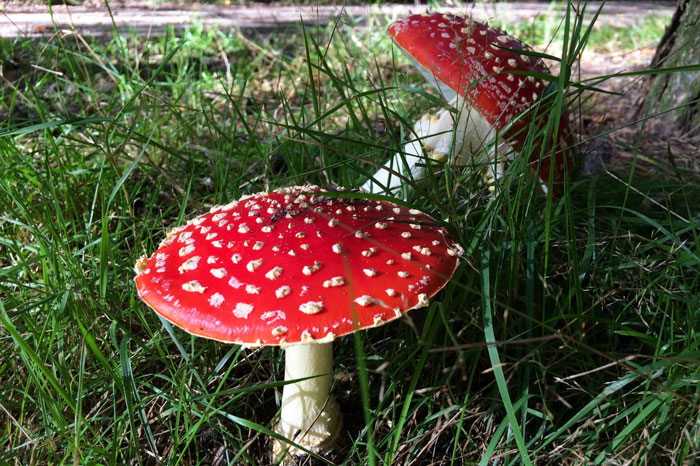 simple-thoughts-favoriete-seizoen-herfst-paddenstoel