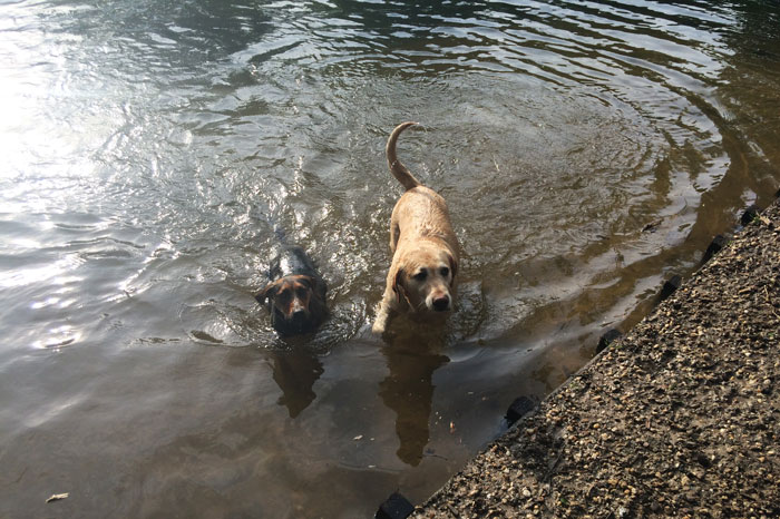 simple-thoughts-candy-jarig-2-jaar-hond-zwemmen
