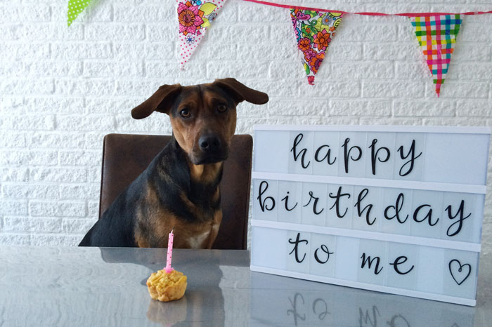 simple-thoughts-candy-jarig-verjaardag-hond-pawty