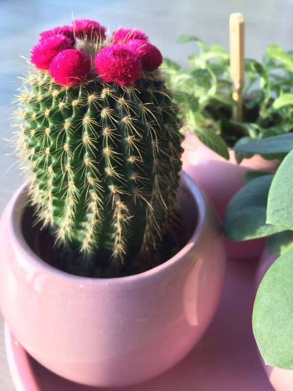 Cactussen en vetplanten verzorgen - Simple Thoughts