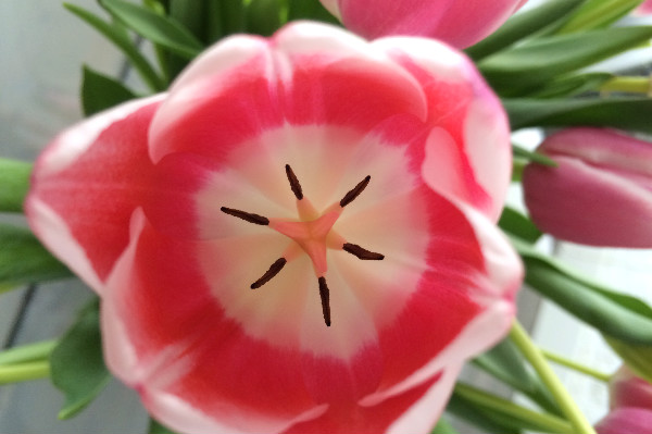 simple thoughts nooit meer hangende tulpen verzorgen